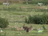 人与自然 《人与自然》 20151126 生命-猎物与猎手（上）
