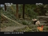 远方的家 《远方的家》特别节目 国宝大熊猫 20130211