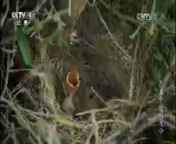 《特别呈现》20140818 杰克卡特的生命