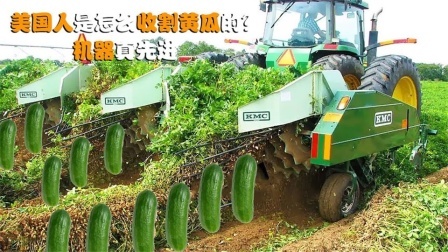 机械控 美国人是怎么收割黄瓜的？全自动机械化，黄瓜被连根拔起