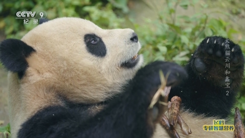 《大熊猫云川和鑫宝》 第2集