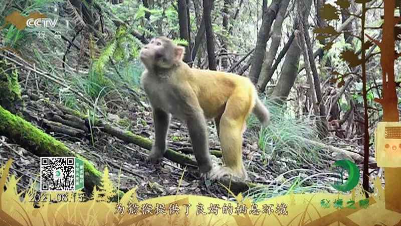 秘境之眼 《秘境之眼》 猕猴 20220915