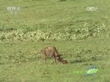人与自然 《人与自然》 20150726 自然故事：猎犬姐妹的故事（下）