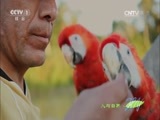 人与自然 《人与自然》 20160402 飞越地球——展翅高飞（上）