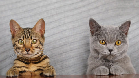 喵客帝国 年轻的猫是垮掉的一代？