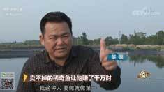 致富经 [致富经]卖不掉的稀奇鱼让他赚了千万财 20181116