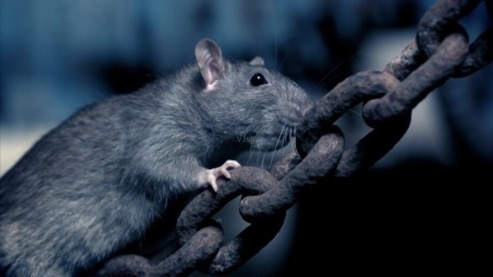 香港小伙一心想要移民英国，卖掉两家公司，如今只能在伦敦捉老鼠