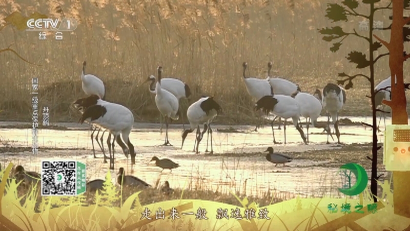 秘境之眼 《秘境之眼》 滇金丝猴/小熊猫/丹顶鹤 20221211