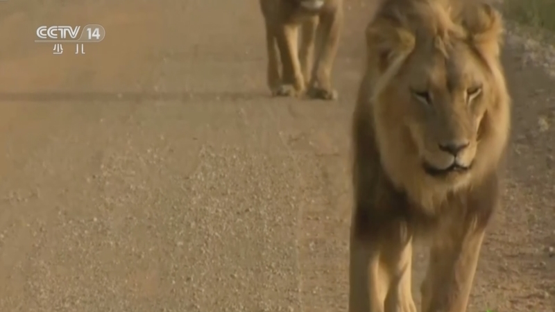 智慧树 《智慧树》 20230613