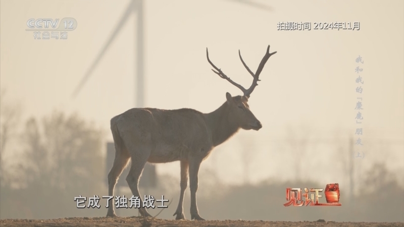 见证 《见证》 20251026 我和我的“麋鹿”朋友（上）