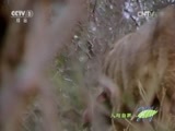 人与自然 《人与自然》 20150919 自然发现：捕食者的故事（上）