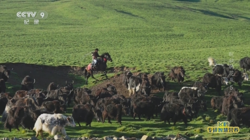 《绽放的花儿》 第5集 家园