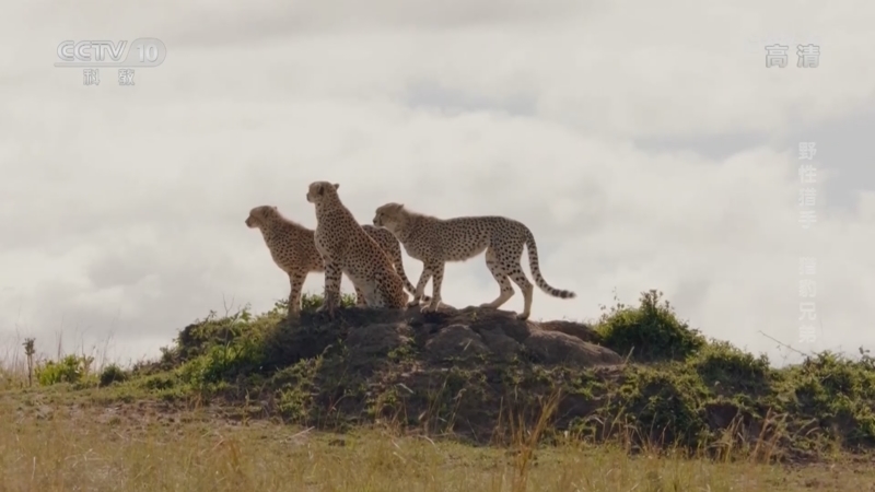 自然传奇 《自然传奇》 20221009 野性猎手 猎豹兄弟