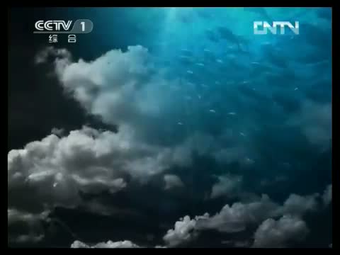 人与自然 《人与自然》 20130401 自然故事：狮王传奇（下）