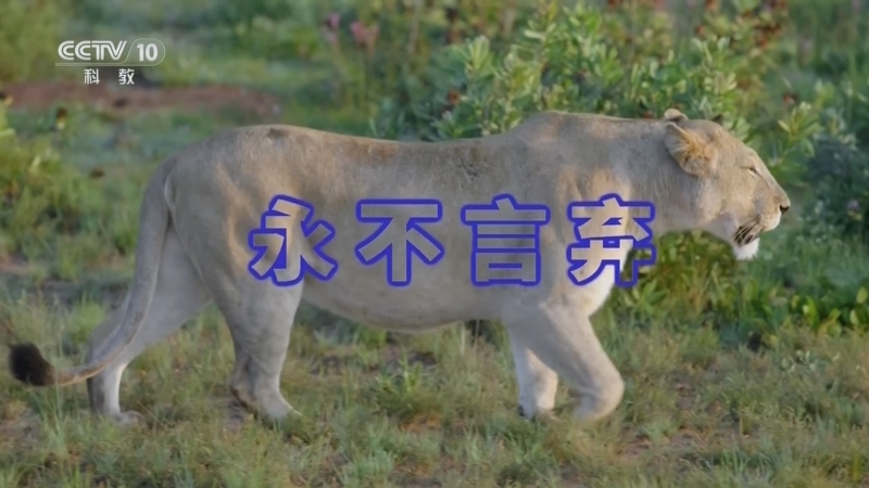 自然传奇 《自然传奇》 20260401 永不言弃