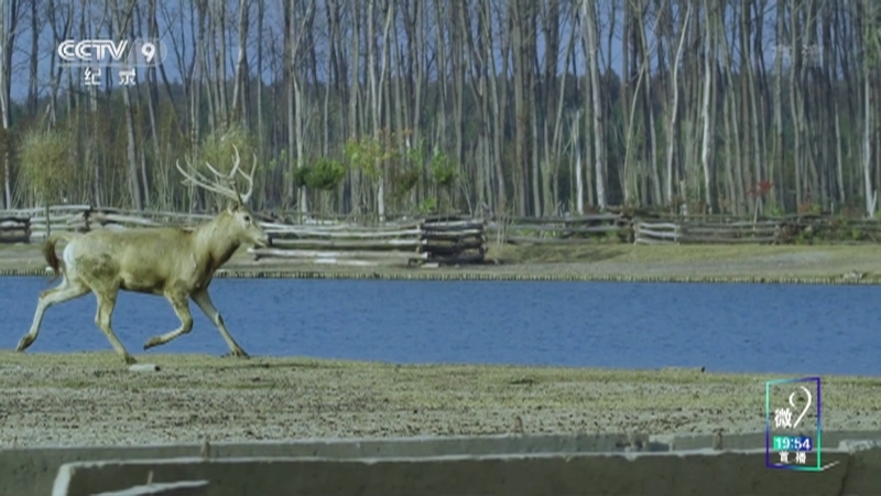 《看秋冬》 第五集 麋鹿放归