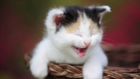 萌宠养成计划 小野猫宝宝