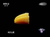 一槌定音 《一槌定音》 20170604