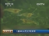 生财有道 《生财有道》 20130912 与动物亲密接触 1厘米30元的观赏虾