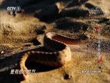 动物世界 《动物世界》 20180628 隐秘王国里的奇迹（二）
