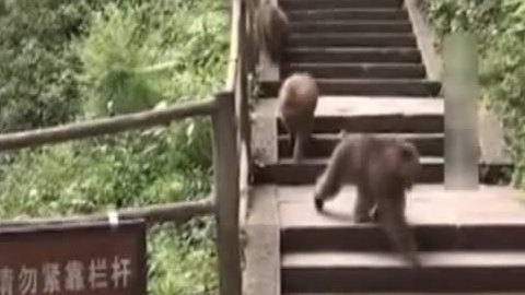 经典传奇 “猴哥”减肥记