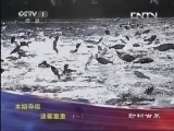 动物世界 《动物世界》 20130508 迷雾重重（一）