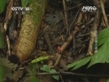 自然传奇 《自然传奇》 20141106 危险猛兽大追捕（4）