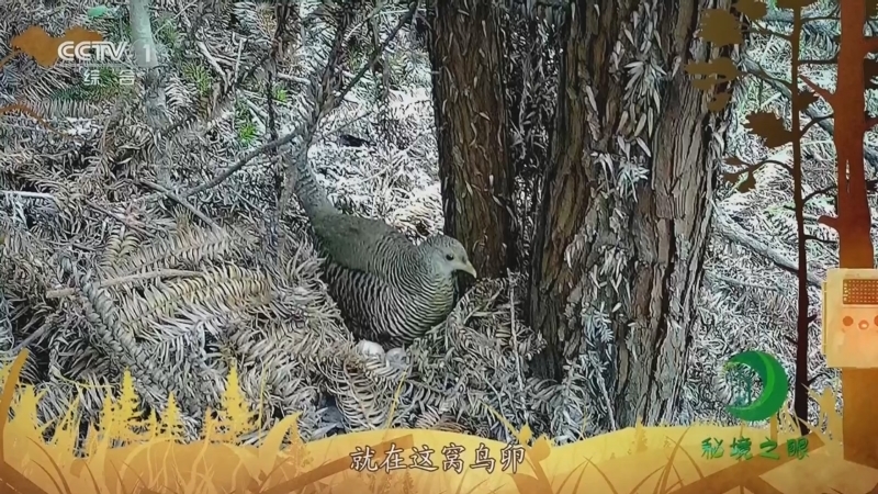 秘境之眼 《秘境之眼》 红腹锦鸡 20230920