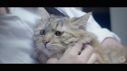 家里养十多只猫狗是种怎样的体验 16