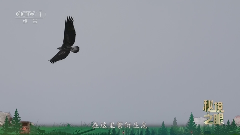 秘境之眼 《秘境之眼》 白腹海雕 20260421