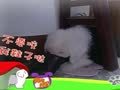 狗狗日记 第52天 Alpha妈的鞋