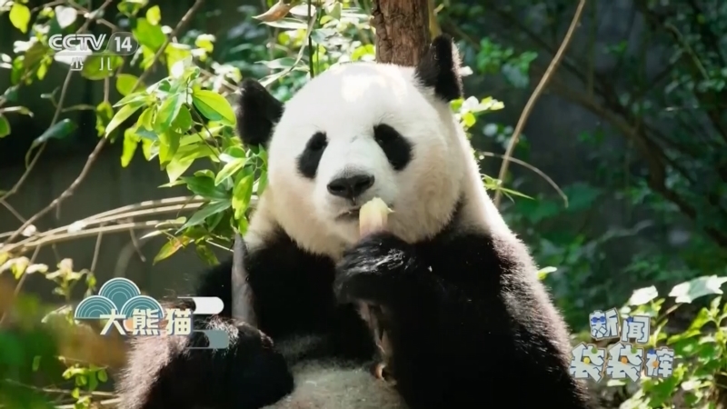 《新闻袋袋裤》 20260327