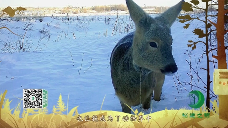 秘境之眼 《秘境之眼》 狍 20230418