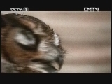 动物世界 《动物世界》 20120822
