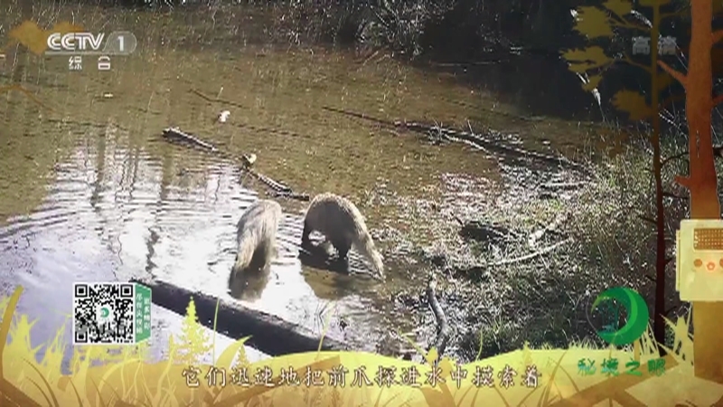 秘境之眼 《秘境之眼》 食蟹獴 20220527