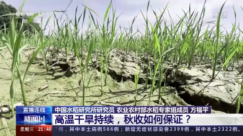 新闻1+1 《新闻1+1》 20220817 高温干旱持续，秋收如何保证？