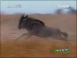 人与自然 飞越彩虹--勇士归来 人与自然 20101111