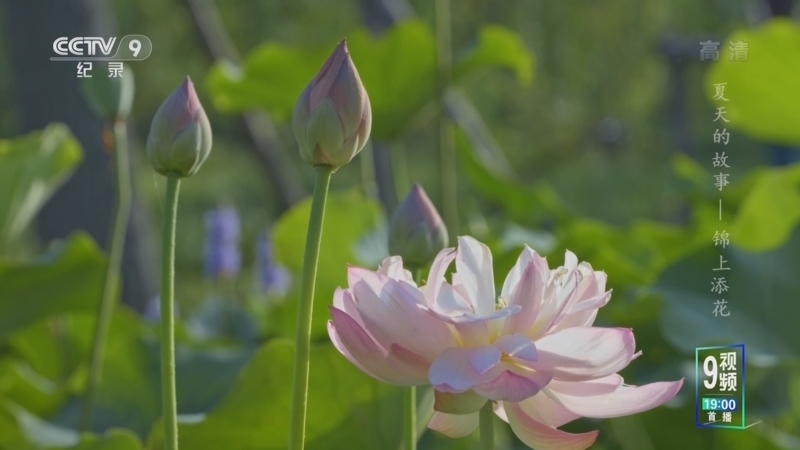 《夏天的故事》 第8集 锦上添花