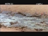 动物世界 《动物世界》 20141102 鳄鱼的眼泪（四）