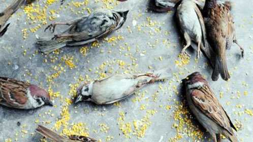 语众不同 麻雀之死难掩食品安全忧虑