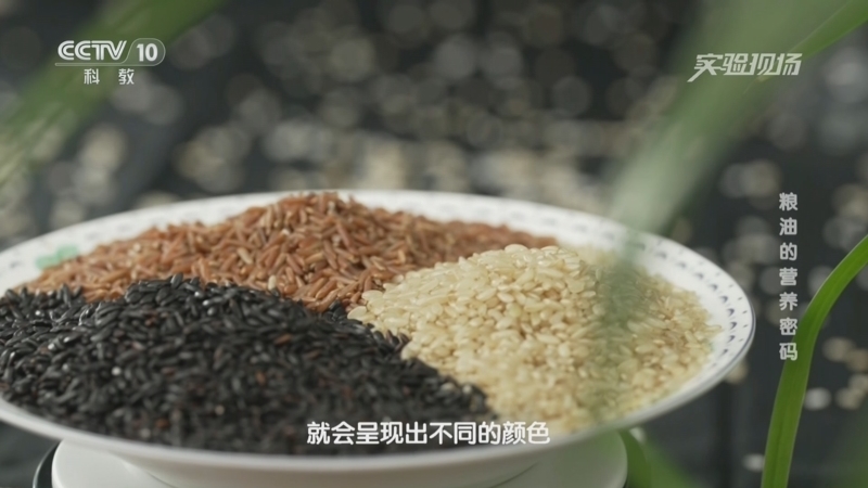 实验现场 《实验现场》 20240107 粮油的营养密码