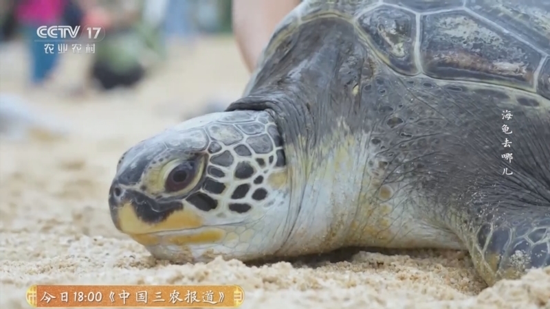 《乡土中国》 20251029 海龟去哪儿