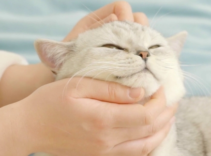 举起爪儿来 7招猫主子更开心