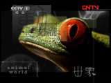 动物世界 《动物世界》 20110824