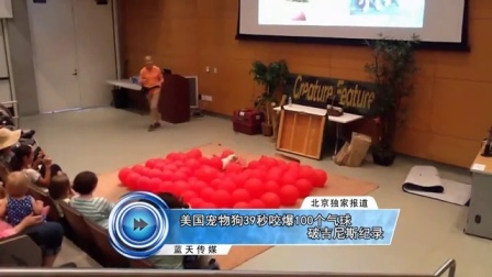 蓝天娱乐快报 2016 7月 美国宠物狗39秒咬爆100个气球破吉尼斯纪录 160703