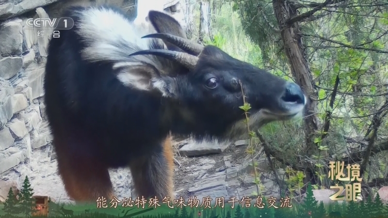 秘境之眼 《秘境之眼》 中华鬣羚 20250721