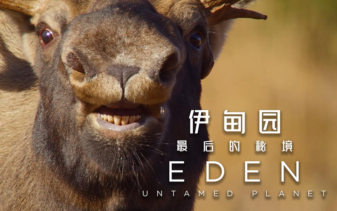 阿拉斯加