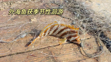 南澳岛赶海日记 外海渔获季节性洄游，渔民找准位置下网，精准命中外海鱼种