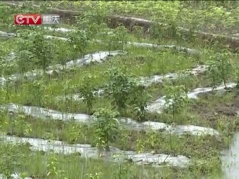 重庆新闻联播 《重庆新闻联播》 20140704