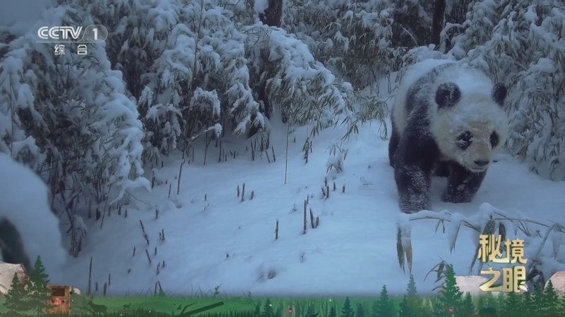 《秘境之眼》 大熊猫 20260114
